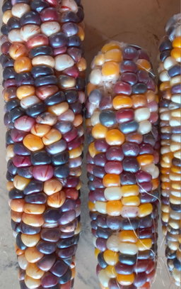 🌽ALL SORTS MAIZE🌽 x 50 seeds