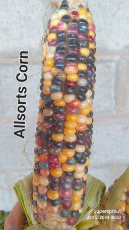 🌽ALL SORTS MAIZE🌽 x 50 seeds