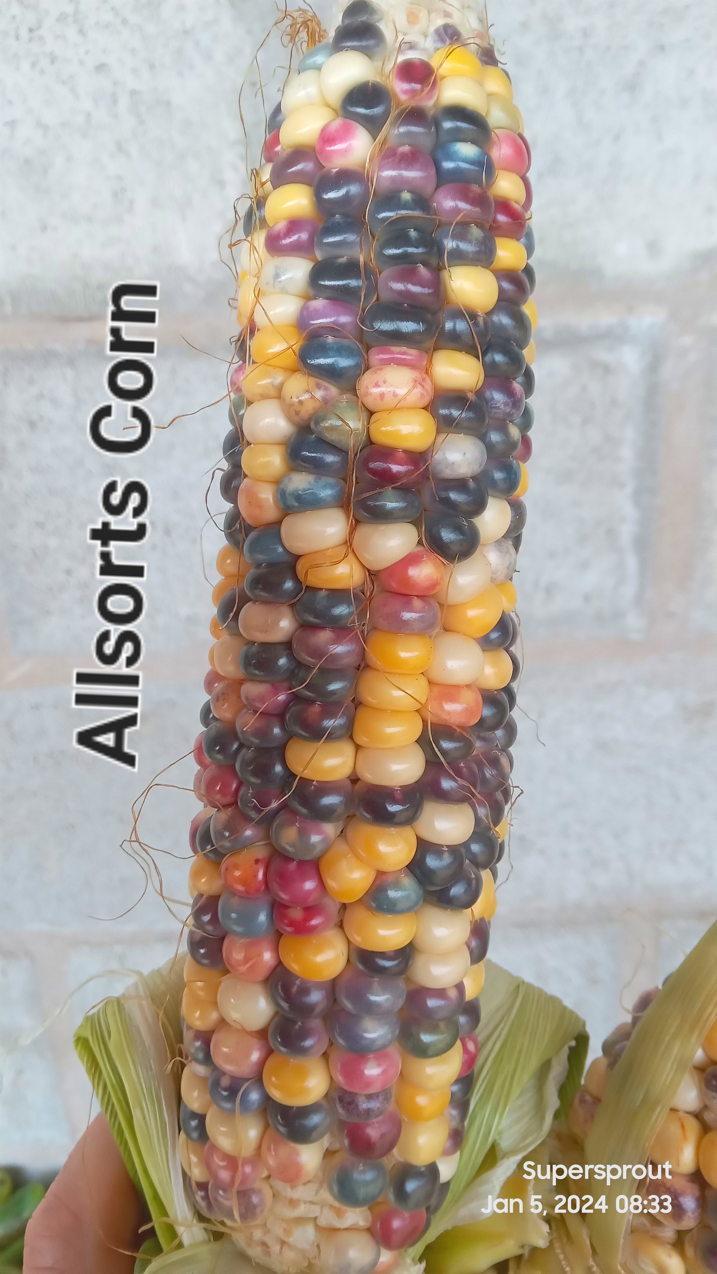 🌽ALL SORTS MAIZE🌽 x 50 seeds_2