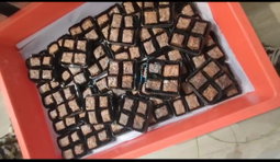 Brownie Corporate Sampler Pack