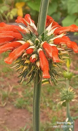 🌺LIONS TAIL/ KLIP DAGGA 🌺 x 15 seeds