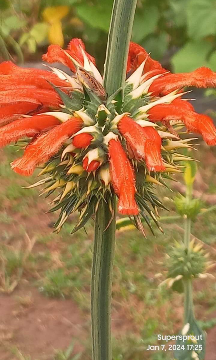 🌺LIONS TAIL/ KLIP DAGGA 🌺 x 15 seeds_3