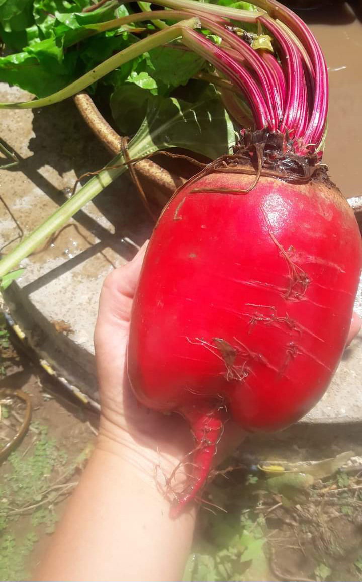 🥔TONDA DI CHIOGGIA    x 25 seeds_2