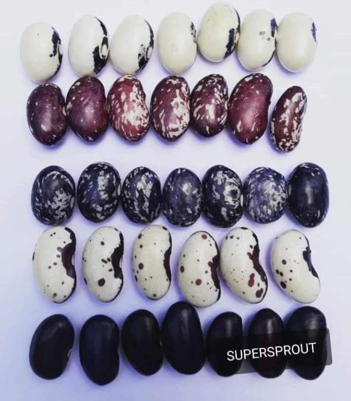 RARE AFRICAN BUSH BEAN MIX x 20+ seeds_3