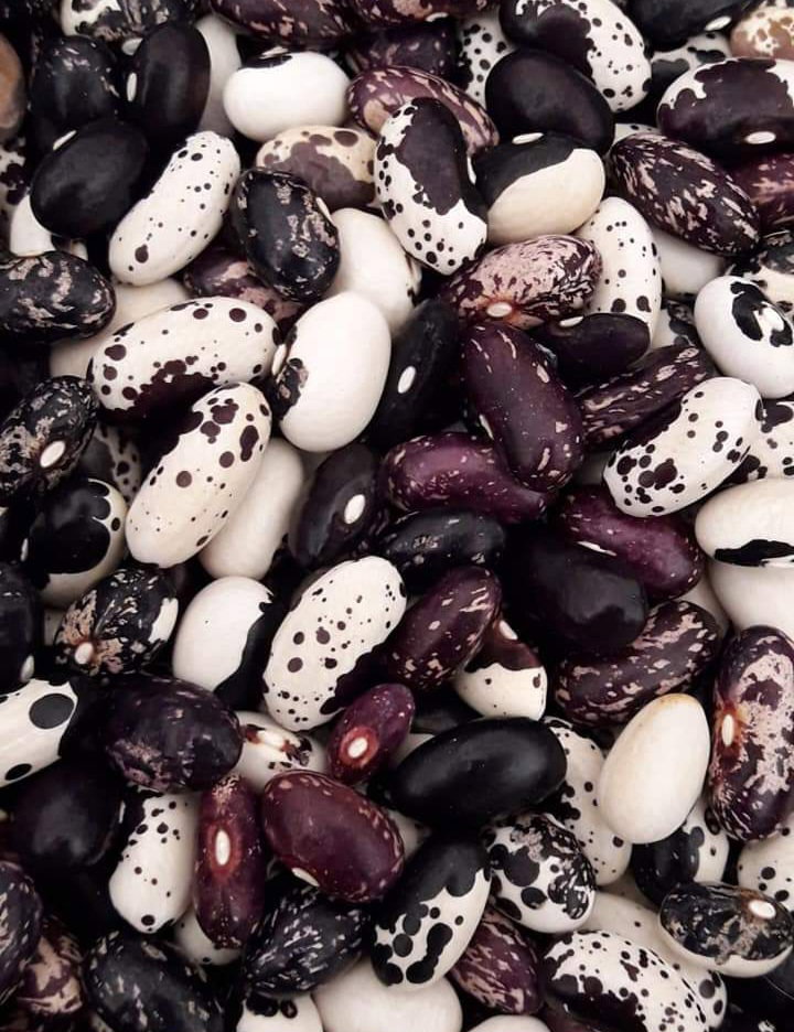 RARE AFRICAN BUSH BEAN MIX x 20+ seeds_4