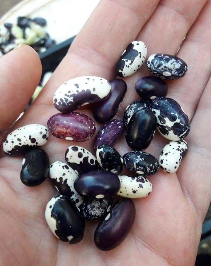 RARE AFRICAN BUSH BEAN MIX x 20+ seeds_2