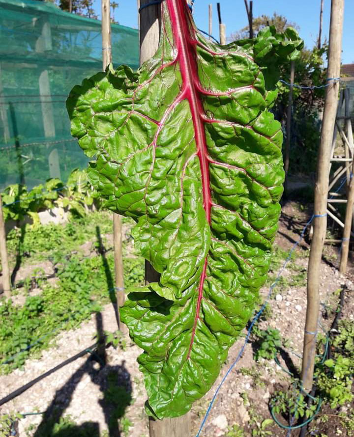 VULCAN CHARD x 50+ organic seeds_4