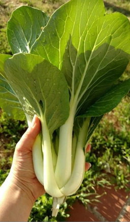 🌱POK CHOI🌱 x 50+ seeds