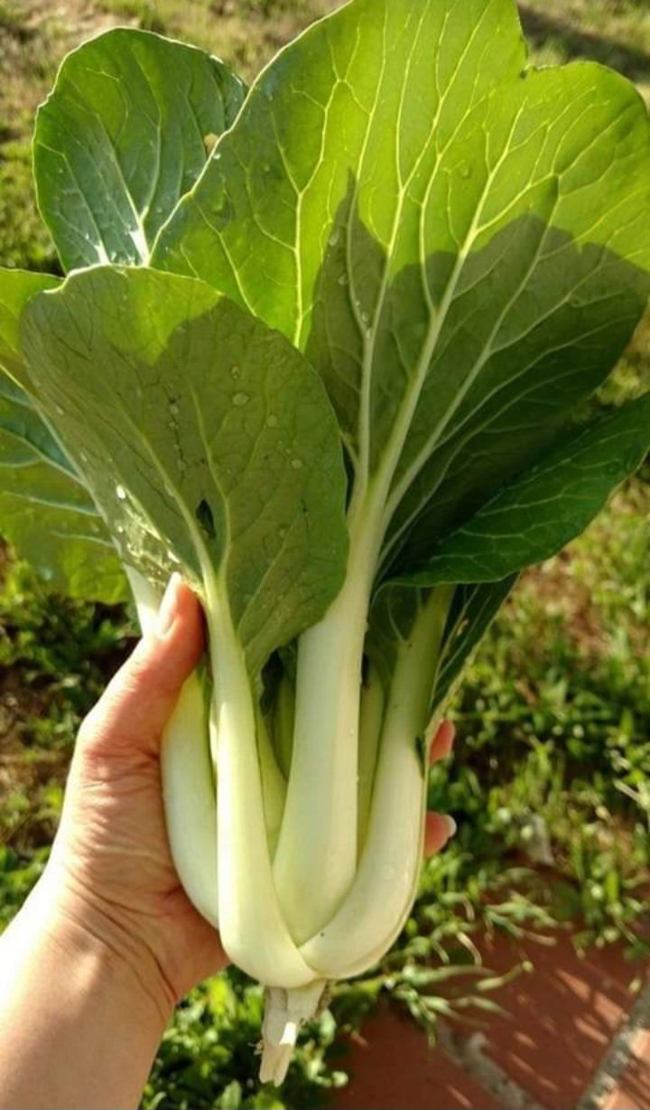 🌱POK CHOI🌱 x 50+ seeds_1