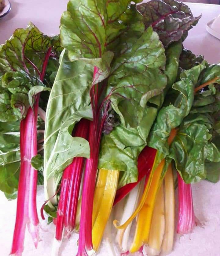 RAINBOW CHARD x 50+organic seeds_3