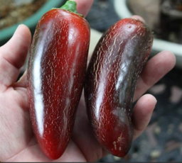 🫑JALAPENO PEPPER🫑 x 10+ organic seeds