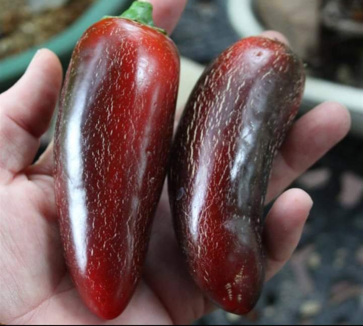 🫑JALAPENO PEPPER🫑 x 10+ organic seeds_3