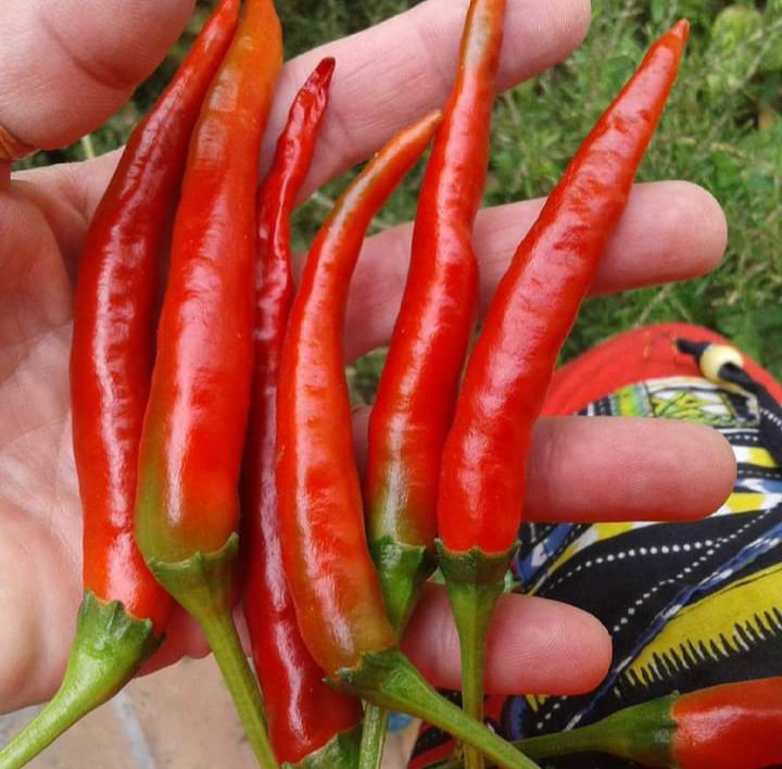 🌶THAI CHILI PEPPER 🌶 x 10+ organic seeds_1