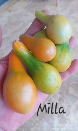 🍅MILA ORANGE PEAR TOMATO🍅 x 15 seeds