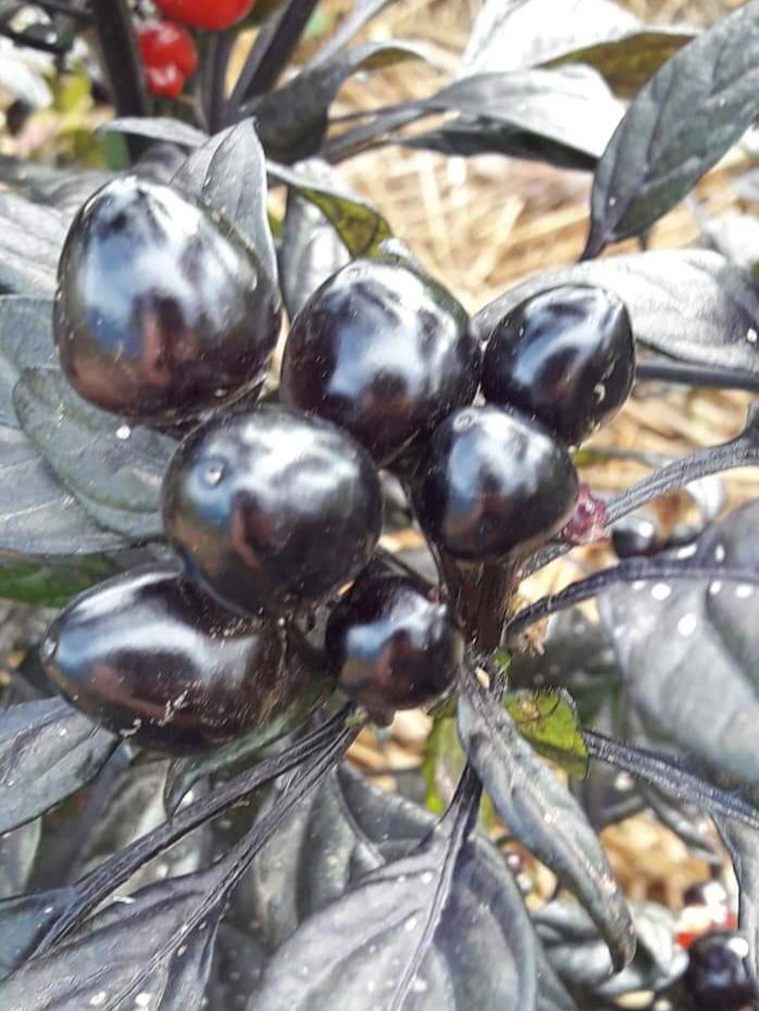 🌶BLACK PEARL CHILLI🌶 x 10+ organic seeds_4