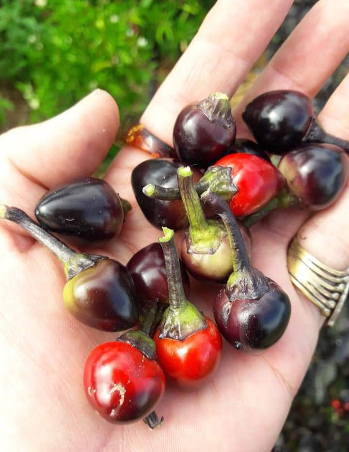 🌶BLACK PEARL CHILLI🌶 x 10+ organic seeds_3