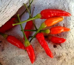 🌶AFRICAN BIRDSEYE CHILIES🌶 x 10+ organic seeds