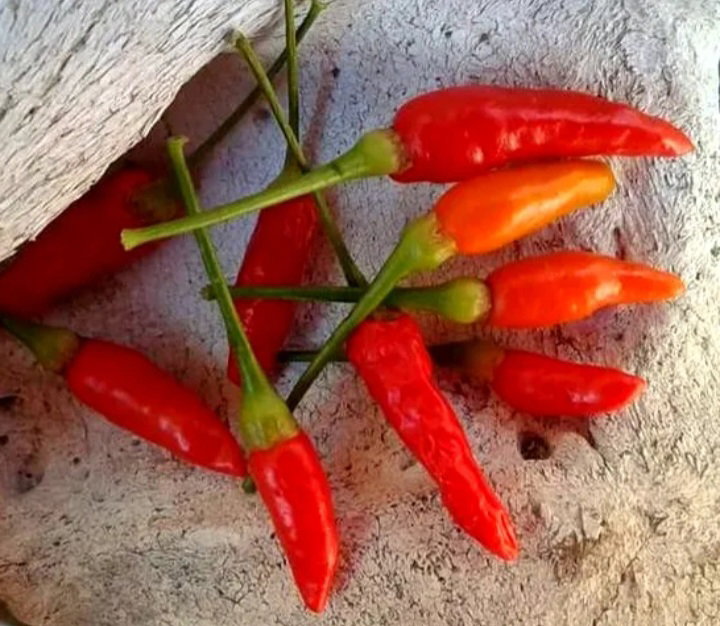🌶AFRICAN BIRDSEYE CHILIES🌶 x 10+ organic seeds_4