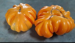 🍅ORANGE ACCORDION TOMATO🍅 x 10 organic seeds
