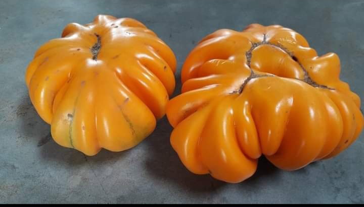 🍅ORANGE ACCORDION TOMATO🍅 x 10 organic seeds_6