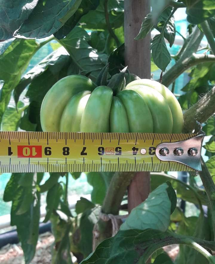 🍅ORANGE ACCORDION TOMATO🍅 x 10 organic seeds_3