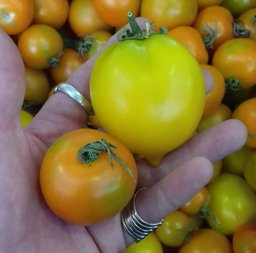🍅LEMON PLUM TOMATO🍅 x 10 organic seeds