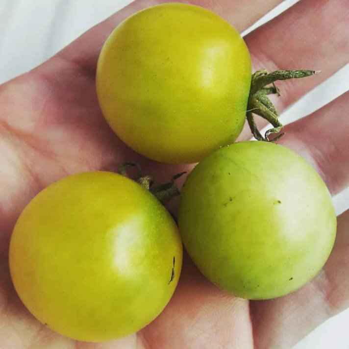 SNOW WHITE CHERRY TOMATO x 15+ seeds_3