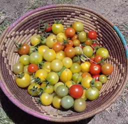 SNOW WHITE CHERRY TOMATO x 15+ seeds