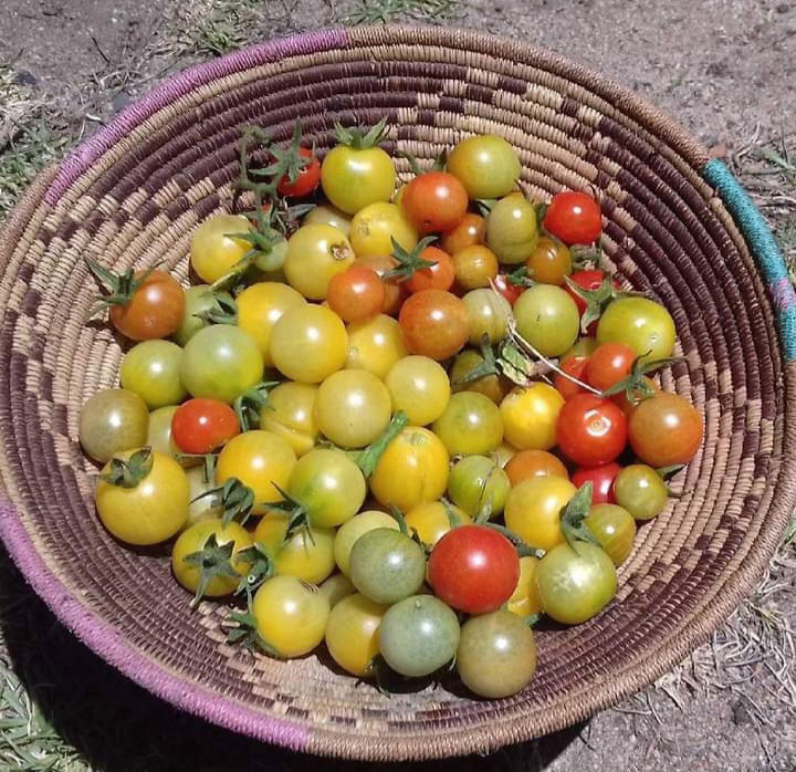 SNOW WHITE CHERRY TOMATO x 15+ seeds_2