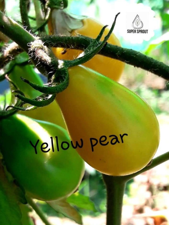 🍅YELLOW PEAR TOMATOES🍅  x 10 seeds_5