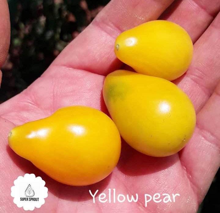 🍅YELLOW PEAR TOMATOES🍅  x 10 seeds_4