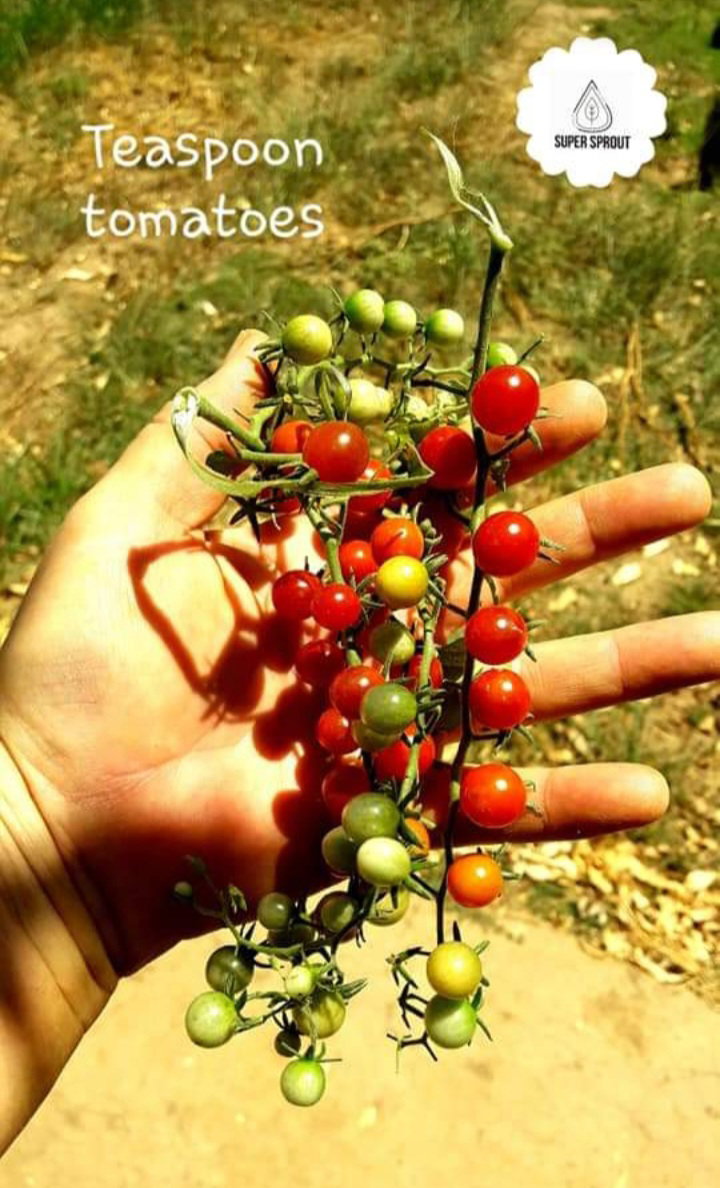 🍅SPOON TOMATO🍅 x 15+ seeds_4