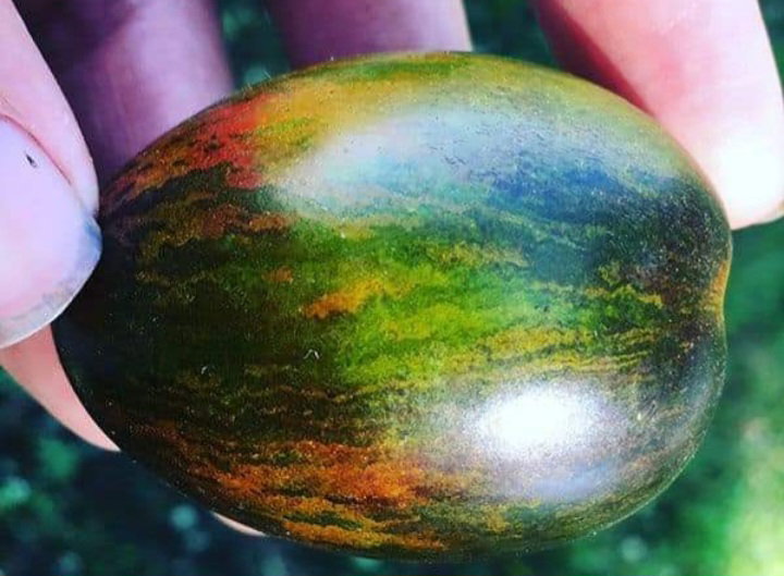 🍅BRAD'S ATOMIC GRAPES🍅 x 10 seeds_4