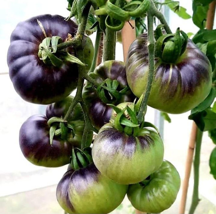 BLACK BEAUTY TOMATOES x 10+ seeds_2