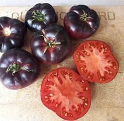 BLACK BEAUTY TOMATOES x 10+ seeds