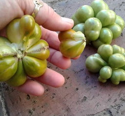 🍅REISETOMATE TOMATOES🍅 x 10 seeds