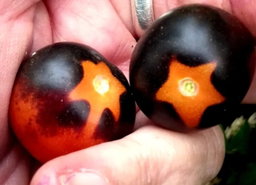 🍅INDIGO CHERRY DROPS TOMATOES🍅 x 10+ seeds