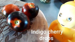 🍅INDIGO CHERRY DROPS TOMATOES🍅 x 10+ seeds