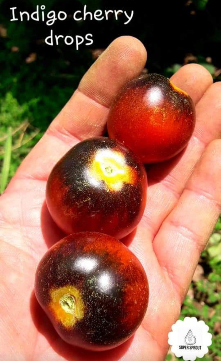 🍅INDIGO CHERRY DROPS TOMATOES🍅 x 10+ seeds_6