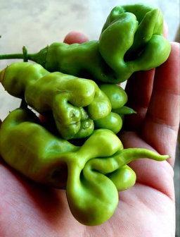 EROTICO CHILLI PEPPER  X 10+ organic seeds