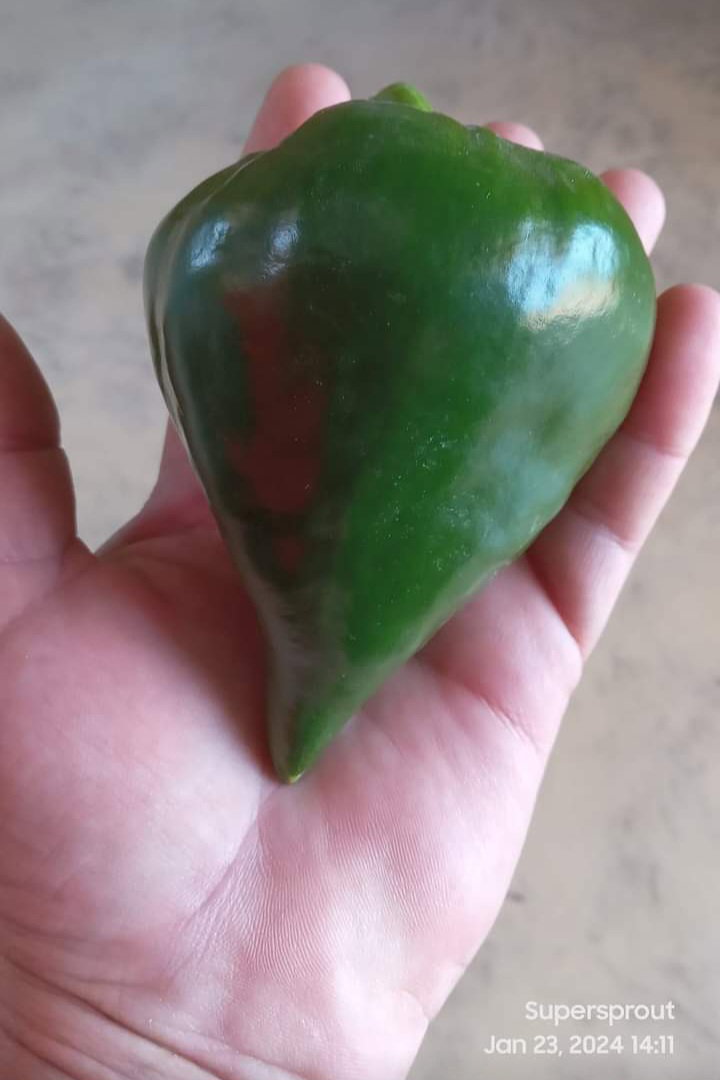 🫑UKRAINIAN LESYA PEPPER🫑 x 10 organic seeds_3