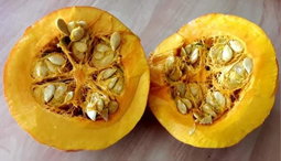 🎃KURI SQUASH🎃 x 10 seeds