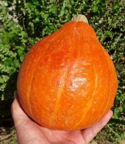 🎃KURI SQUASH🎃 x 10 seeds