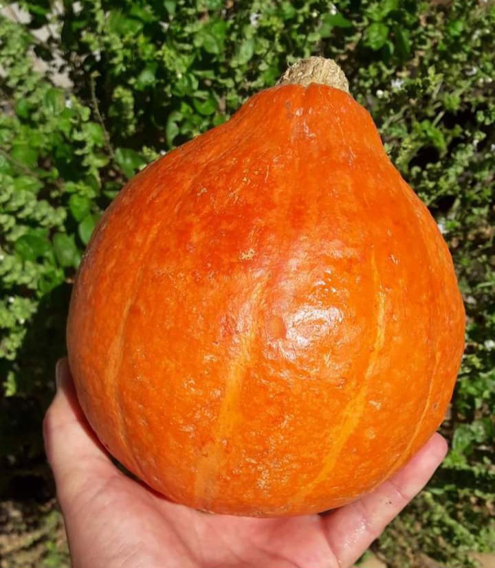 🎃KURI SQUASH🎃 x 10 seeds_4