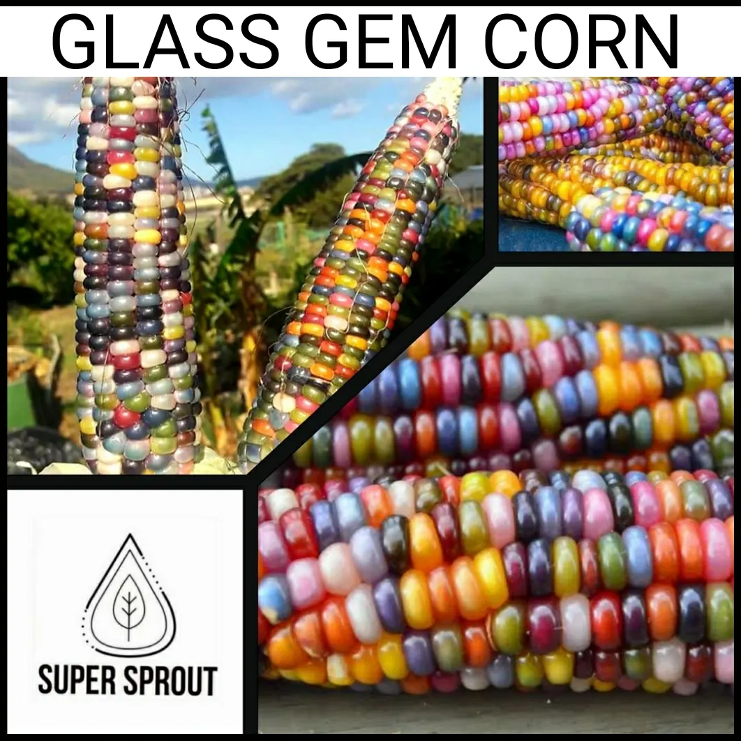 🌽GLASS GEM CORN🌽 x 15 seeds_1