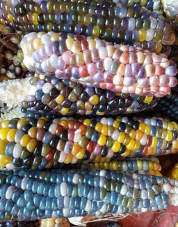 🌽GLASS GEM CORN🌽 x 15 seeds