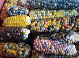 🌽GLASS GEM CORN🌽 x 15 seeds