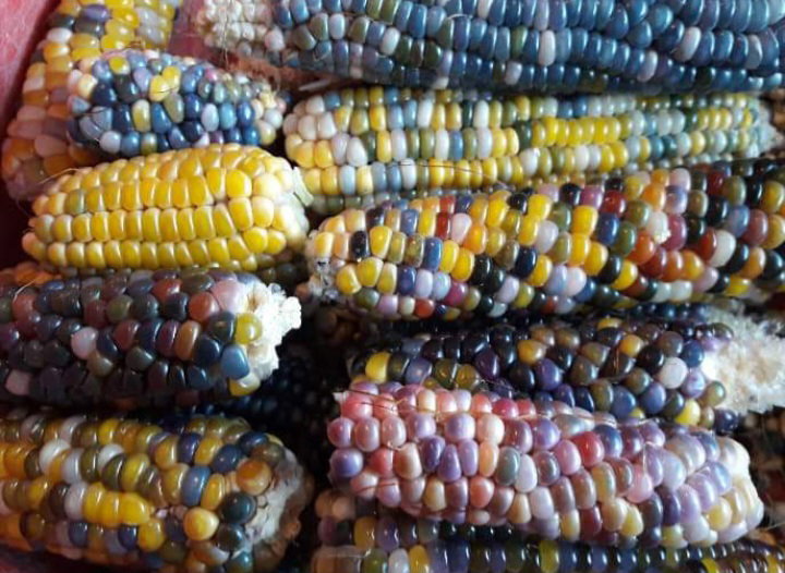 🌽GLASS GEM CORN🌽 x 15 seeds_2