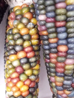 🌽GLASS GEM CORN🌽 x 15 seeds