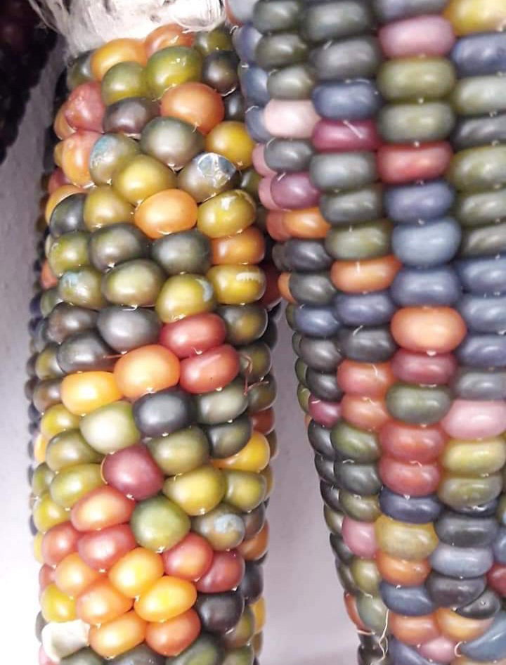 🌽GLASS GEM CORN🌽 x 15 seeds_4